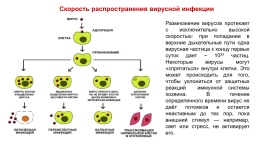 Презентация к уроку по биологии Вирусы. 10-й класс, слайд 38