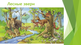 Внеклассное мероприятие Экология зоны лесов, слайд 14