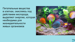 Обобщающий урок на тему «Кислород. Водород. Вода», слайд 40