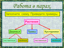 Какие бывают растения? Окружающий мир 2 класс, слайд 14