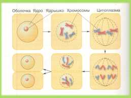 Процессы жизнедеятельности клетки. Питание клетки дыхание обмен веществ рост развитие деление, слайд 10