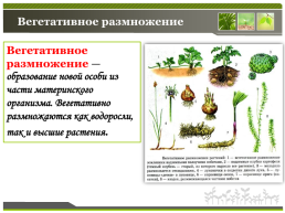 Способы размножения растений, слайд 13