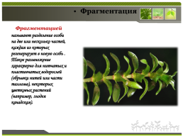 Способы размножения растений, слайд 14