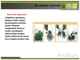 Способы размножения растений, слайд 15