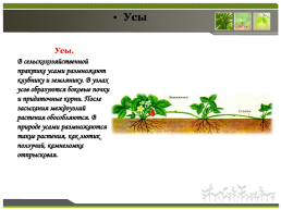 Способы размножения растений, слайд 16