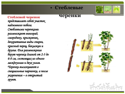 Способы размножения растений, слайд 18