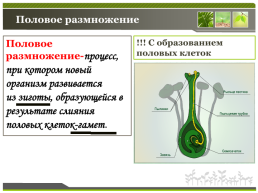 Способы размножения растений, слайд 24