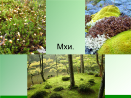 Разнообразие растений. 3-й класс, слайд 10