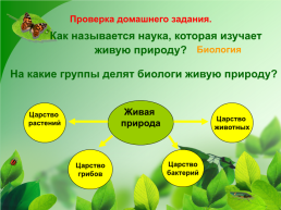 Разнообразие растений. 3-й класс, слайд 4