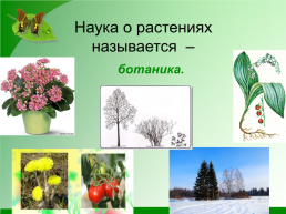 Разнообразие растений. 3-й класс, слайд 6