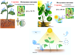 Питание растений, слайд 28