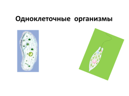 Одноклеточные организмы, слайд 1