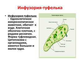 Одноклеточные организмы, слайд 10