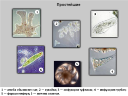 Одноклеточные организмы, слайд 8