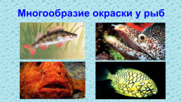 Передвижение рыб 7 класс биология лабораторная работа