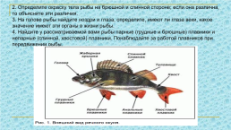 Лабораторная работа № 7 «наблюдение за внешним строением и передвижением рыб», слайд 5