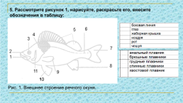 Лабораторная работа № 7 «наблюдение за внешним строением и передвижением рыб», слайд 6
