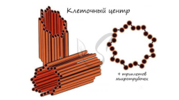 Органоиды. Немембранные: рибосомы, клеточный центр, органоиды движения одномембранные: эндоплазматическая сеть (эпс), комплекс (аппарат) гольджи, лизосомы, вакуоли двумембранные: митохондрии, пластиды, ядро, слайд 10