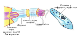 Органоиды. Немембранные: рибосомы, клеточный центр, органоиды движения одномембранные: эндоплазматическая сеть (эпс), комплекс (аппарат) гольджи, лизосомы, вакуоли двумембранные: митохондрии, пластиды, ядро, слайд 11