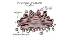 Органоиды. Немембранные: рибосомы, клеточный центр, органоиды движения одномембранные: эндоплазматическая сеть (эпс), комплекс (аппарат) гольджи, лизосомы, вакуоли двумембранные: митохондрии, пластиды, ядро, слайд 13