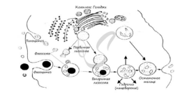 Органоиды. Немембранные: рибосомы, клеточный центр, органоиды движения одномембранные: эндоплазматическая сеть (эпс), комплекс (аппарат) гольджи, лизосомы, вакуоли двумембранные: митохондрии, пластиды, ядро, слайд 15