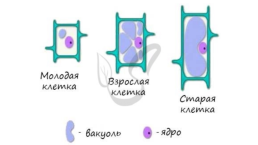 Органоиды. Немембранные: рибосомы, клеточный центр, органоиды движения одномембранные: эндоплазматическая сеть (эпс), комплекс (аппарат) гольджи, лизосомы, вакуоли двумембранные: митохондрии, пластиды, ядро, слайд 16