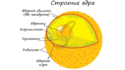 Органоиды. Немембранные: рибосомы, клеточный центр, органоиды движения одномембранные: эндоплазматическая сеть (эпс), комплекс (аппарат) гольджи, лизосомы, вакуоли двумембранные: митохондрии, пластиды, ядро, слайд 17