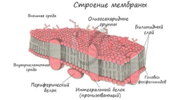 Органоиды. Немембранные: рибосомы, клеточный центр, органоиды движения одномембранные: эндоплазматическая сеть (эпс), комплекс (аппарат) гольджи, лизосомы, вакуоли двумембранные: митохондрии, пластиды, ядро, слайд 2