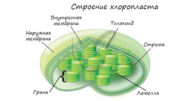 Органоиды. Немембранные: рибосомы, клеточный центр, органоиды движения одномембранные: эндоплазматическая сеть (эпс), комплекс (аппарат) гольджи, лизосомы, вакуоли двумембранные: митохондрии, пластиды, ядро, слайд 20