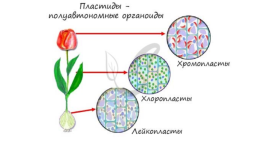 Органоиды. Немембранные: рибосомы, клеточный центр, органоиды движения одномембранные: эндоплазматическая сеть (эпс), комплекс (аппарат) гольджи, лизосомы, вакуоли двумембранные: митохондрии, пластиды, ядро, слайд 21