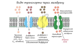 Органоиды. Немембранные: рибосомы, клеточный центр, органоиды движения одномембранные: эндоплазматическая сеть (эпс), комплекс (аппарат) гольджи, лизосомы, вакуоли двумембранные: митохондрии, пластиды, ядро, слайд 4