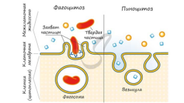 Органоиды. Немембранные: рибосомы, клеточный центр, органоиды движения одномембранные: эндоплазматическая сеть (эпс), комплекс (аппарат) гольджи, лизосомы, вакуоли двумембранные: митохондрии, пластиды, ядро, слайд 5