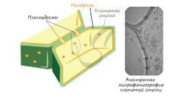 Органоиды. Немембранные: рибосомы, клеточный центр, органоиды движения одномембранные: эндоплазматическая сеть (эпс), комплекс (аппарат) гольджи, лизосомы, вакуоли двумембранные: митохондрии, пластиды, ядро, слайд 6