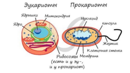 Органоиды. Немембранные: рибосомы, клеточный центр, органоиды движения одномембранные: эндоплазматическая сеть (эпс), комплекс (аппарат) гольджи, лизосомы, вакуоли двумембранные: митохондрии, пластиды, ядро, слайд 7