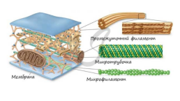 Органоиды. Немембранные: рибосомы, клеточный центр, органоиды движения одномембранные: эндоплазматическая сеть (эпс), комплекс (аппарат) гольджи, лизосомы, вакуоли двумембранные: митохондрии, пластиды, ядро, слайд 9