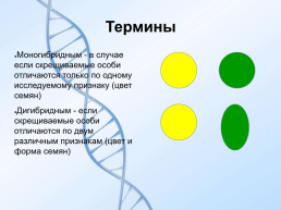 Законы менделя, слайд 4