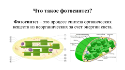Роль фотосинтеза для жизни на земле, слайд 2