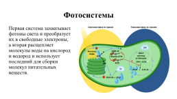 Роль фотосинтеза для жизни на земле, слайд 3