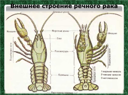 Тип Членистоногие. Класс Ракообразные, слайд 20