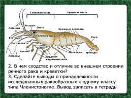 Тип Членистоногие. Класс Ракообразные, слайд 21