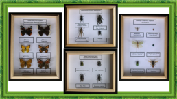 Лабораторная работа № 6 «изучение представителей отрядов насекомых», слайд 10