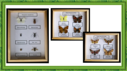 Лабораторная работа № 6 «изучение представителей отрядов насекомых», слайд 11