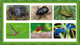 Лабораторная работа № 6 «изучение представителей отрядов насекомых», слайд 4