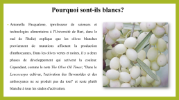 L’olive blanche « Olea leucocarpa », слайд 10
