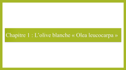L’olive blanche « Olea leucocarpa », слайд 4