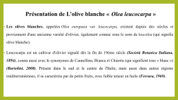 L’olive blanche « Olea leucocarpa », слайд 5