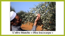 L’olive blanche « Olea leucocarpa », слайд 7