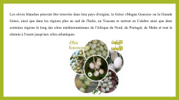 L’olive blanche « Olea leucocarpa », слайд 8