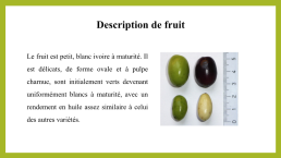 L’olive blanche « Olea leucocarpa », слайд 9