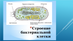 Строение и жизнедеятельность бактерий, слайд 6